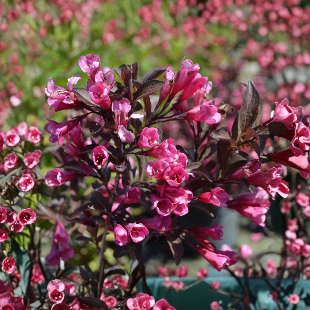 Weigela First Editions Shining Sensation Live Plant | Rooted in Quart Pot | Burgundy Flowering Shrub | Pink Blooms | Easy to Grow