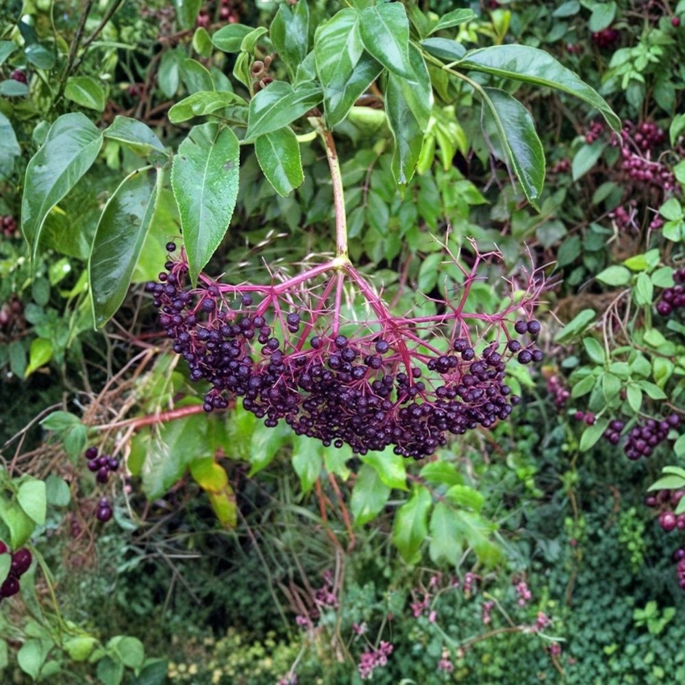 American Elderberry Tree – Sambucus canadensis Live Bare Root | 12–24 Inches Tall | Native Fruiting Shrub | Wildlife Friendly | Easy to Grow