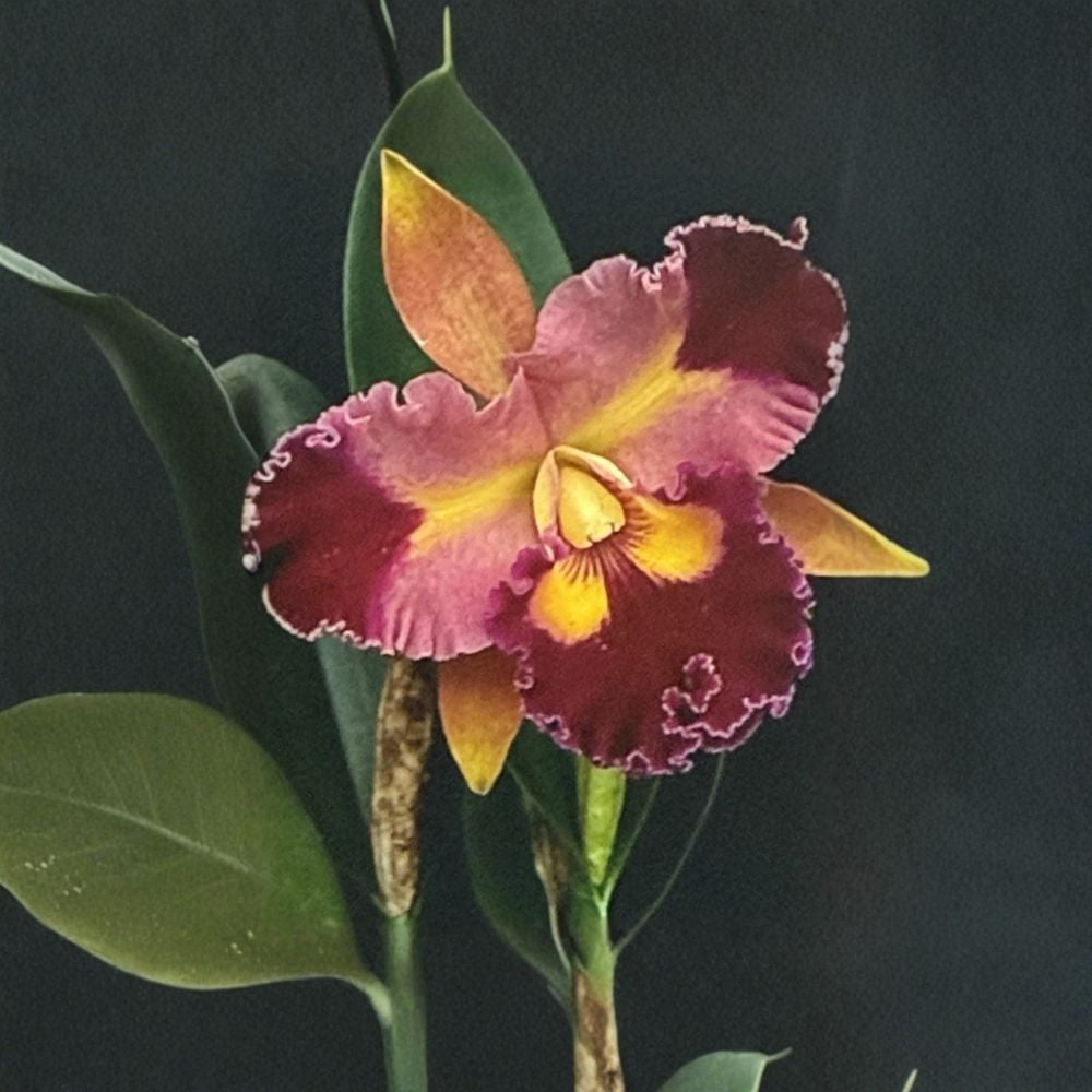 Rlc Chief Queen Lighting Live Orchid | 5 Stem Bare Root Cattleya Orchid | Exotic Tropical Houseplant | Collector Orchid