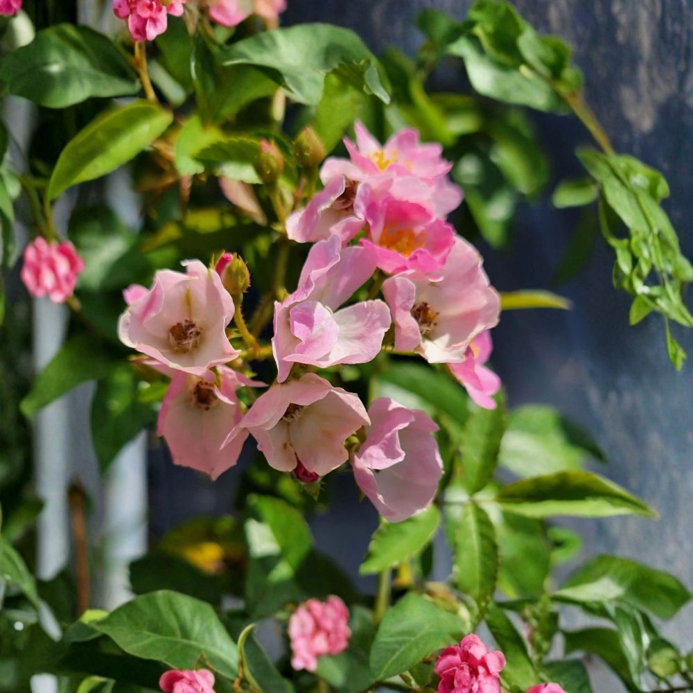 Ballerina Rose – Rosa Hybrid Musk Live Plant | 6–12 Inches Tall | Own Root | Rare Shade-Tolerant Heirloom Rose | Easy to Grow