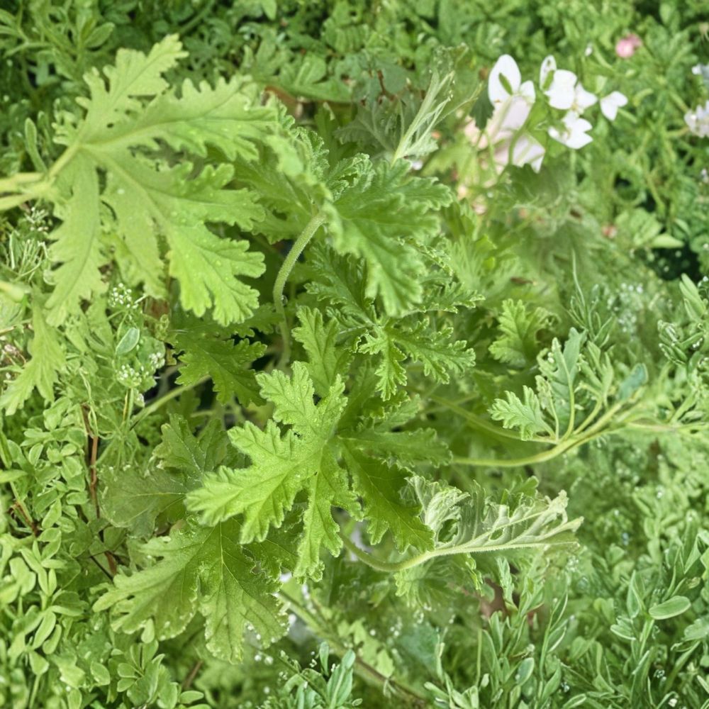 Citronella Mosquito Plant – Pelargonium citrosum Live Rooted Starter Plant | 2-Inch Pot | Scented Geranium | Easy to Grow | Container Friendly