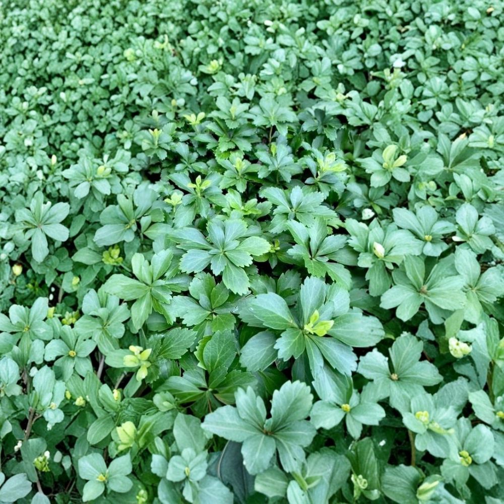 Japanese Spurge – Pachysandra terminalis Live Plant Cuttings | 15 Unrooted Cuttings | Evergreen Ground Cover | Easy to Root
