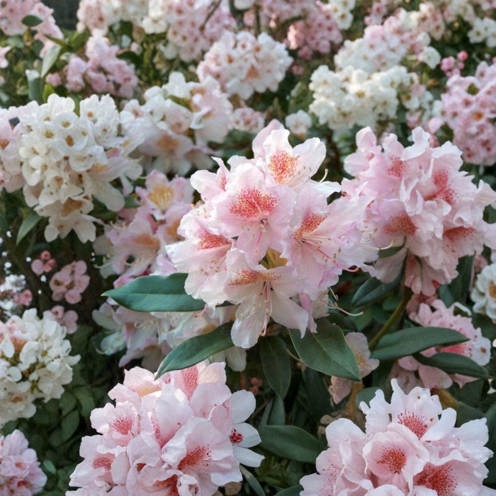 Rhododendron ‘Cunningham’s Blush’ Live Evergreen Shrub | White Pink & Gold Blooming Rhododendron | Hardy Landscape Plant | Field Grown 12–15 Inches Wide