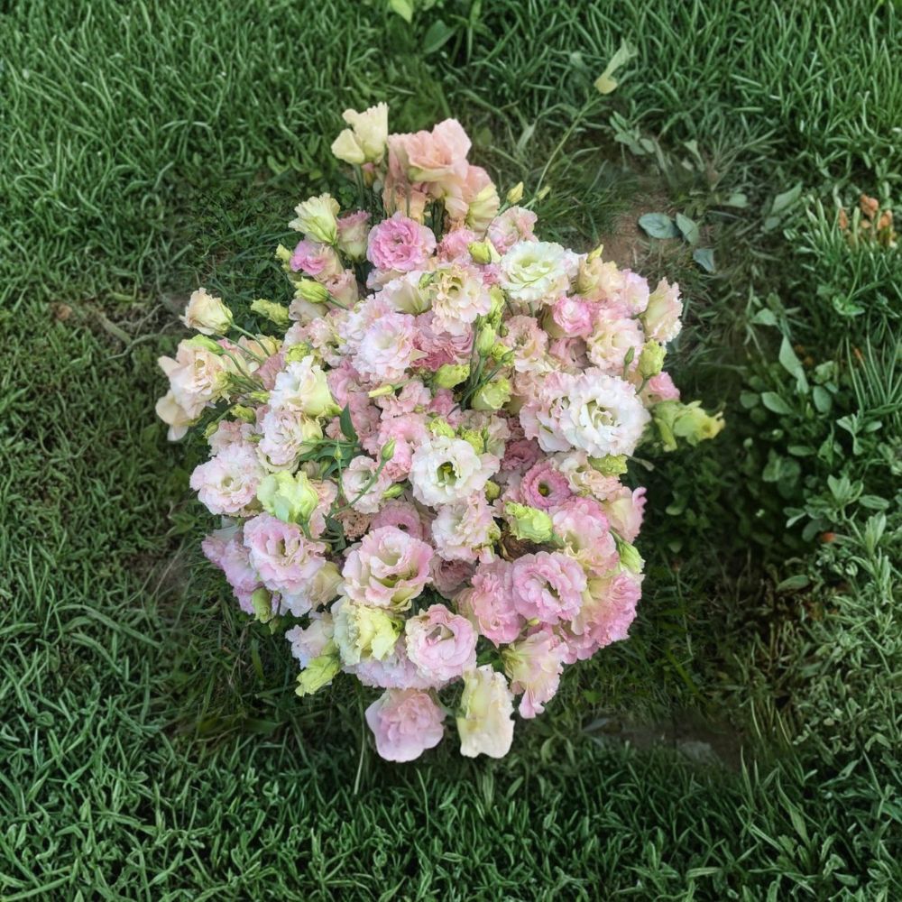 Lisianthus Super Magic Champagne – Live Plug Plant | 1–3 Inches Tall | Well-Rooted Starter | Cut Flower Garden | Easy to Grow