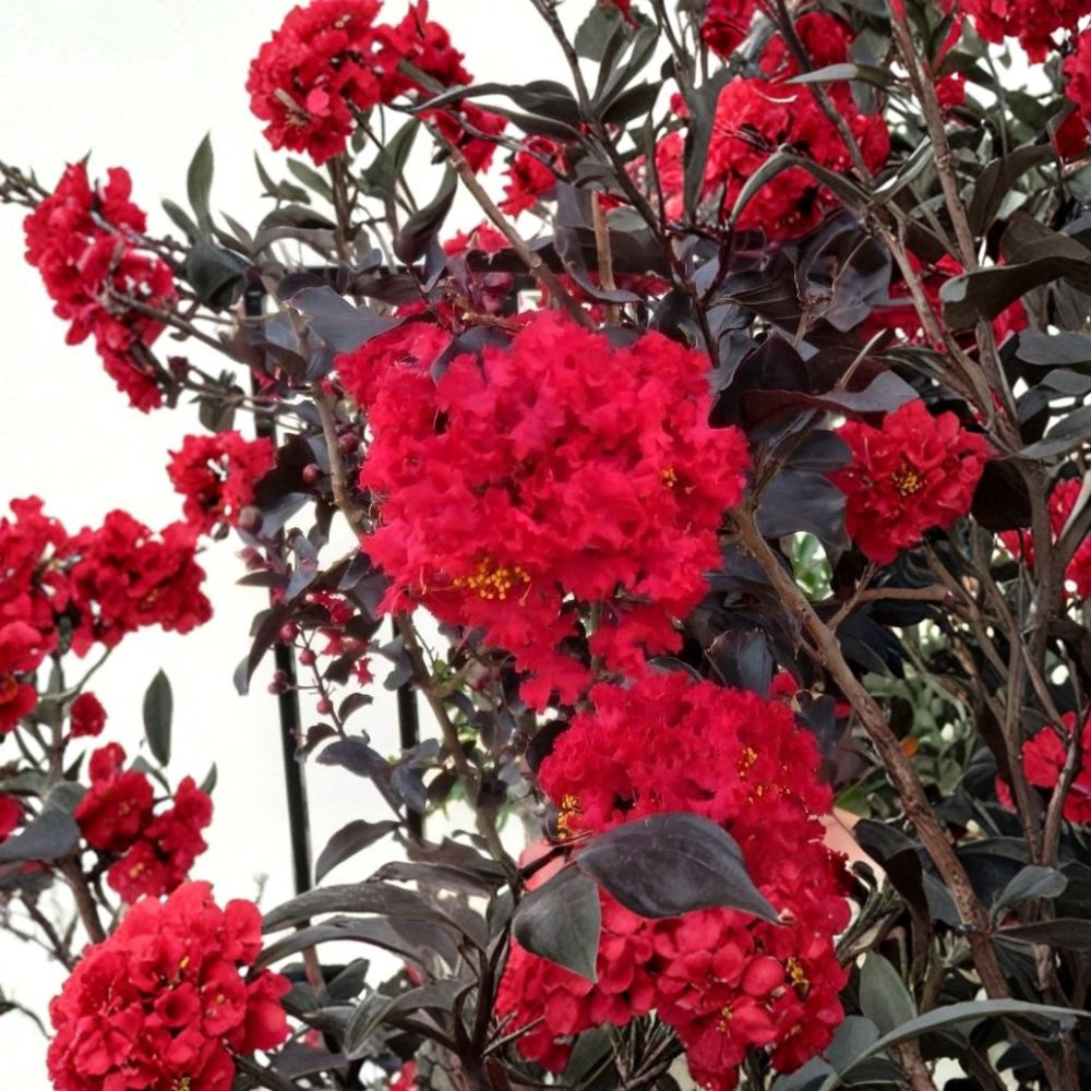 Ruby Thunderstruck Crape Myrtle – Lagerstroemia Live Rooted Starter Plant | Shipped in Nursery Pot | Vibrant Red Blooms | Easy to Grow