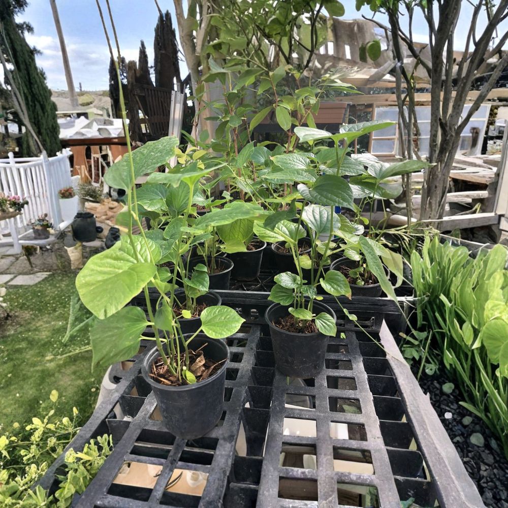 Betel Leaf Plant – Piper sarmentosum Live Rooted Plant in Pot | Lá Lốt | Wild Betel | Edible Culinary Herb