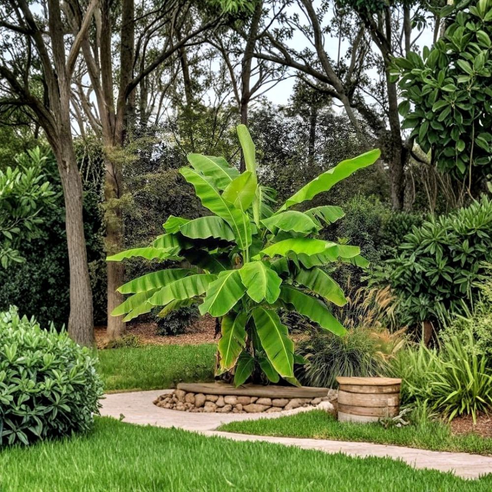 Basjoo Banana Tree – Musa basjoo Live Starter Plant | 3–12 Inches Tall | Includes Nursery Pot | Cold Hardy Tropical Banana | Easy to Grow