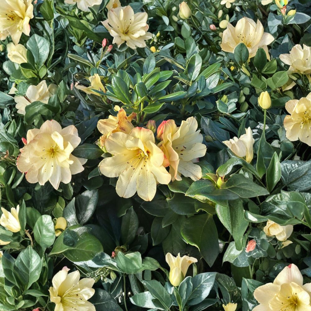 Rhododendron ‘Nancy Evans’ Live Evergreen Shrub | Award Winning Yellow Blooming Rhododendron | Compact Hardy Plant | #1 Container Grown