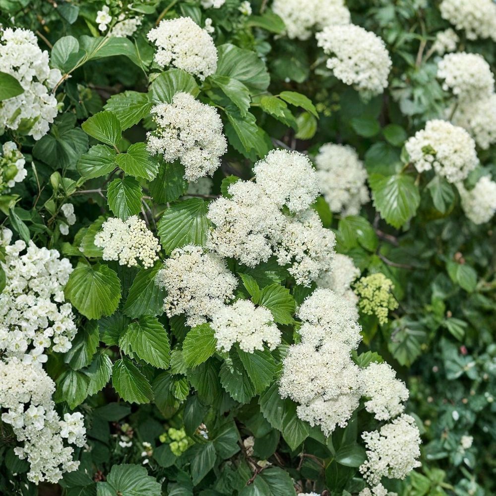 Arrowwood Viburnum – Viburnum dentatum Live Bare Root Starter Plants | 12–24 Inches Tall | Set of 3 Native Flowering Shrubs | Wildlife Friendly