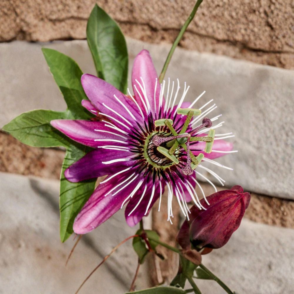 Passion Flower Victoria – Passiflora 'Victoria' Live Rooted Vine | Quart Pot | Pink Purple Flowering Climber | Edible Fruit | Patio & Garden Friendly