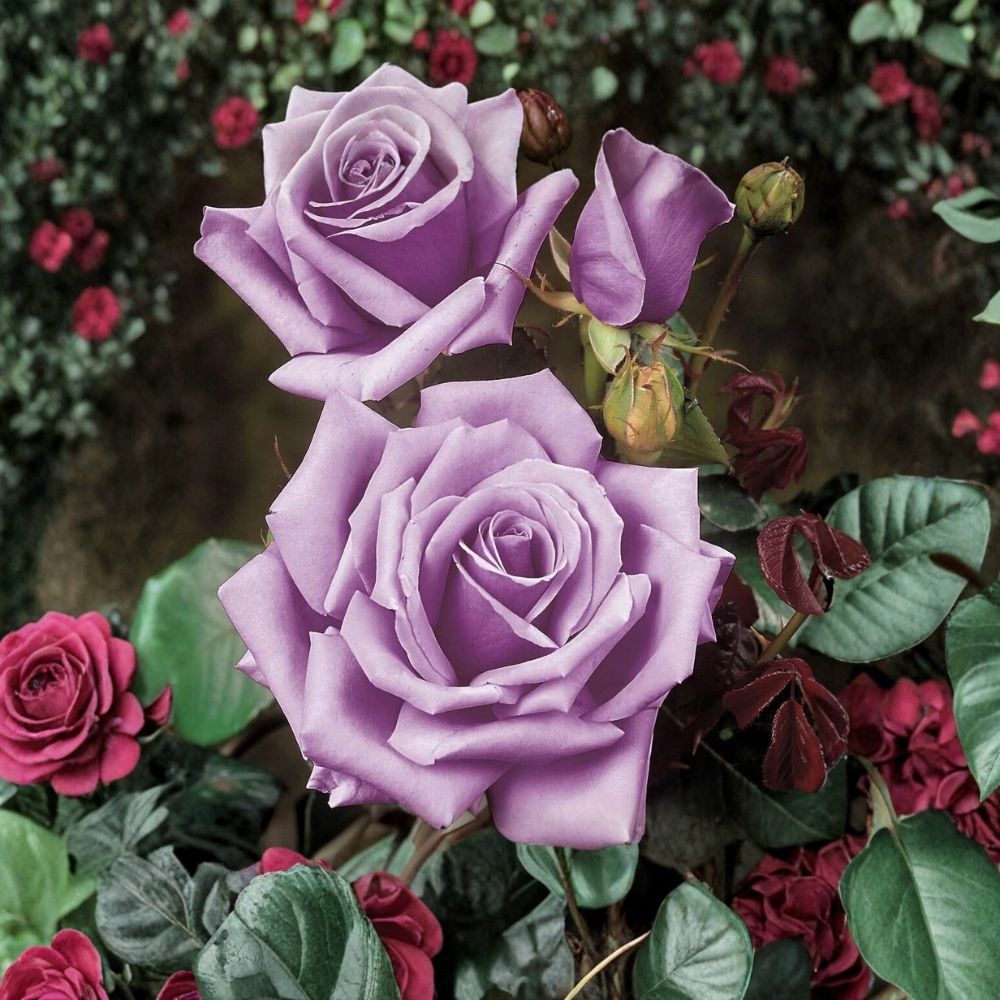 Blue Girl Rose – Rosa Live Plant Cuttings | 3 Unrooted 6-Inch Cuttings | Lavender-Blue Fragrant Rose | Easy to Propagate
