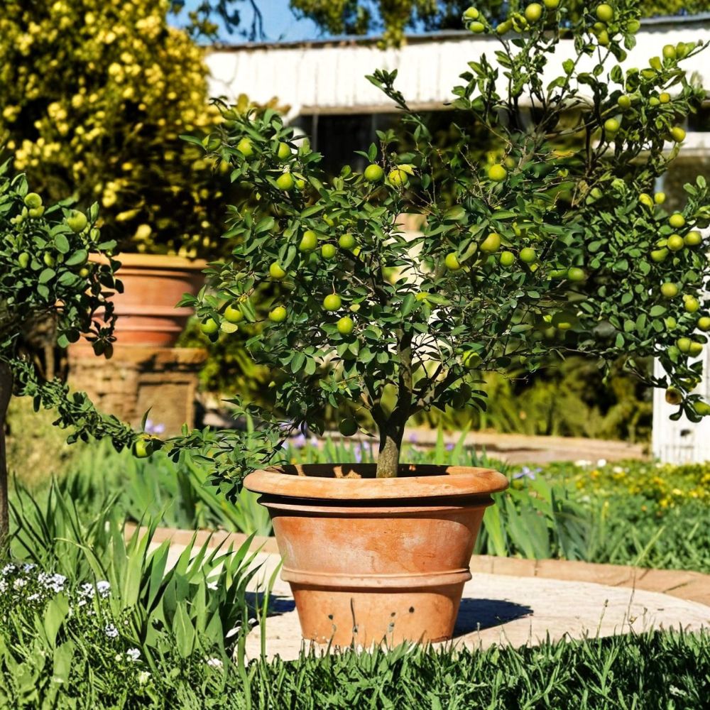 Mexican Key Lime Tree Live Sapling | 3–4 Inches Tall | Bare Root Citrus Starter | Edible Fruit Tree | Patio & Backyard Friendly | Easy to Grow