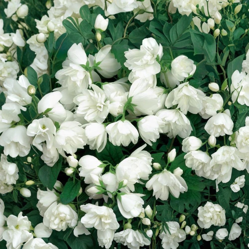 Snowbelle Mockorange – Live Fragrant Flowering Shrub | 4 Inch Pot Plant | Philadelphus virginalis | Double White Citrus Scented Blooms