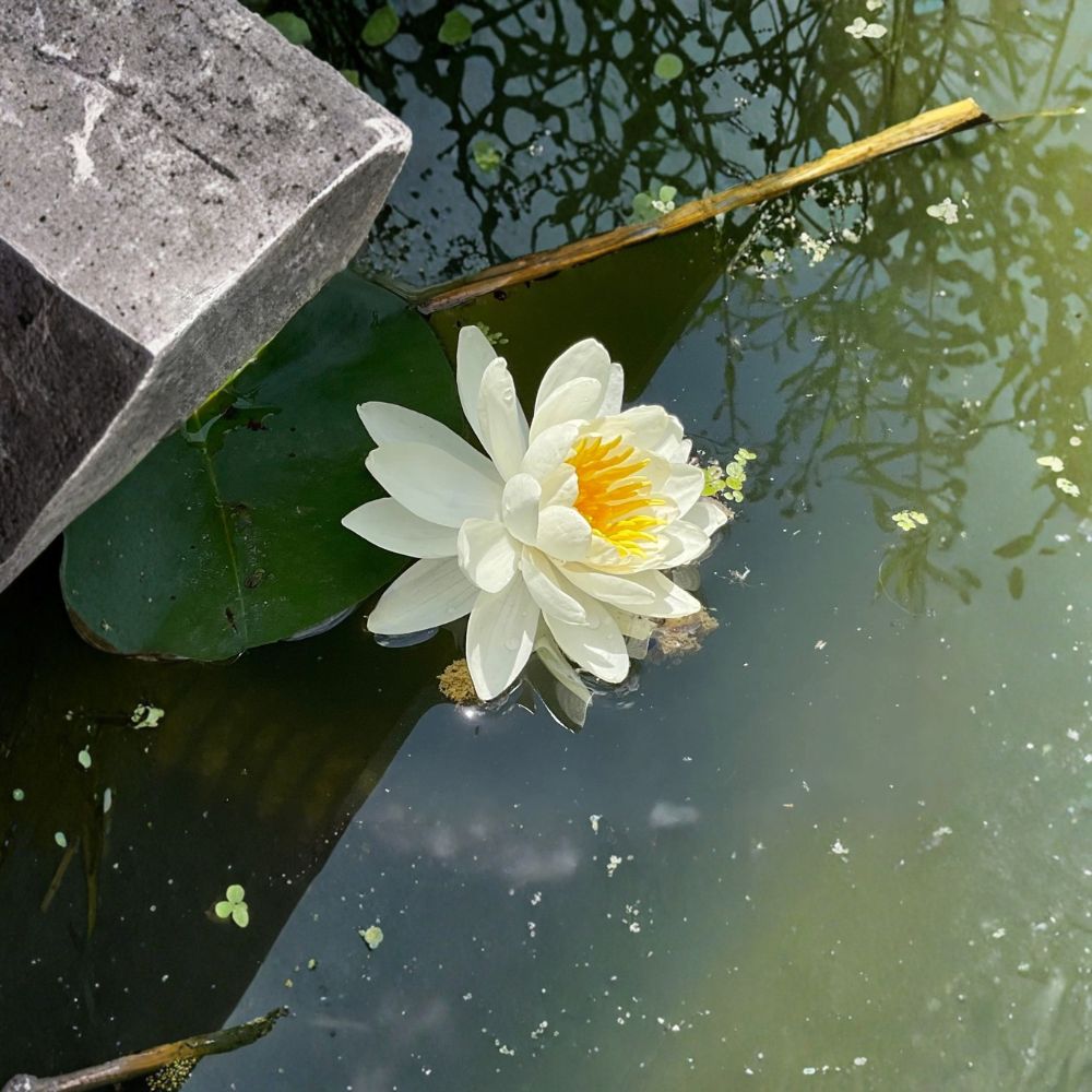 White Water Lily – Nymphaea Live Hardy Pond Plant | 1–2 Inch Bare Root Tuber | Aquatic Flower | Easy to Grow