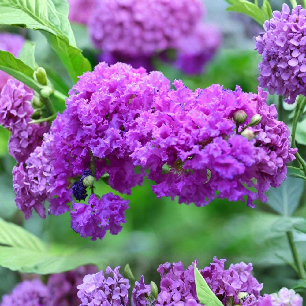 Purple Crape Myrtle – Lagerstroemia indica Live Bare Root Starter Plant | 12–18 Inches Tall | Flowering Tree Shrub | Easy Care Landscape Favorite