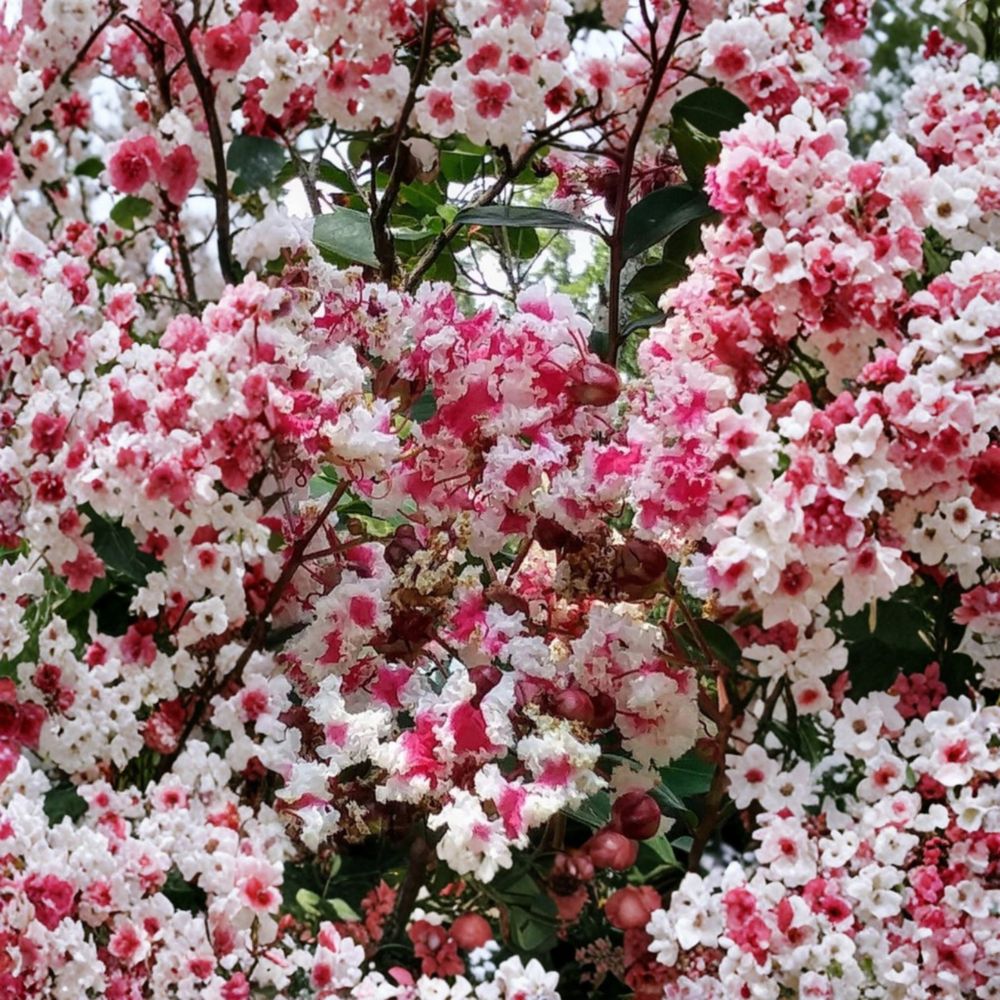 Queen's Lace Crape Myrtle – Lagerstroemia Live Plant Cuttings | 5 Unrooted 6–8 Inch Cuttings | Rare Variegated Flowering Tree | Easy to Propagate