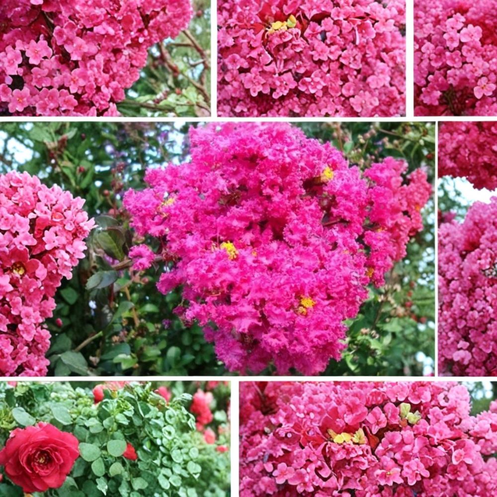 Pink Crape Myrtle Cuttings – 7 Live Unrooted Clippings | Lagerstroemia indica | Organic Flowering Tree | Easy Propagation