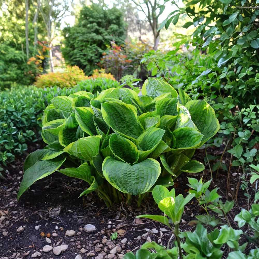 Hosta 'Christmas Tree' Bare Root Plants | 3 Roots | Shade Loving Perennial | Green Variegated Foliage | Summer Blooms