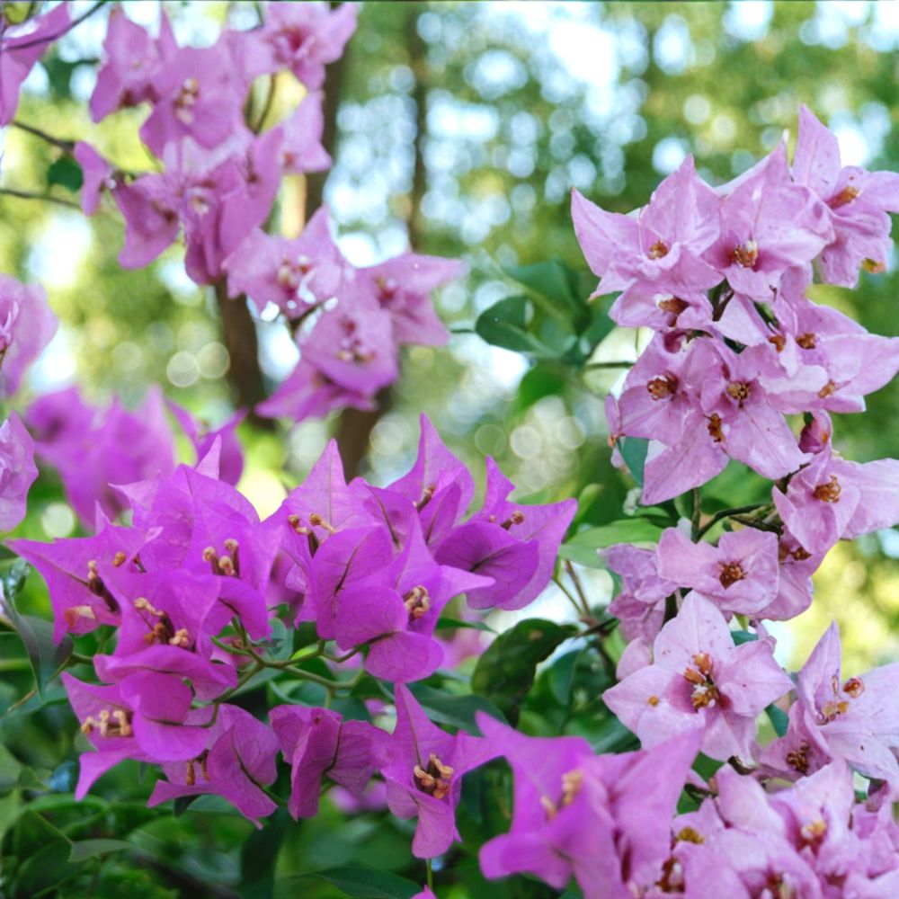 Mixed Bougainvillea Live Cuttings | 9 Fresh 6–8 Inch Cuttings | Purple, Crimson & Afterglow Pink Orange | Tropical Flowering Vine