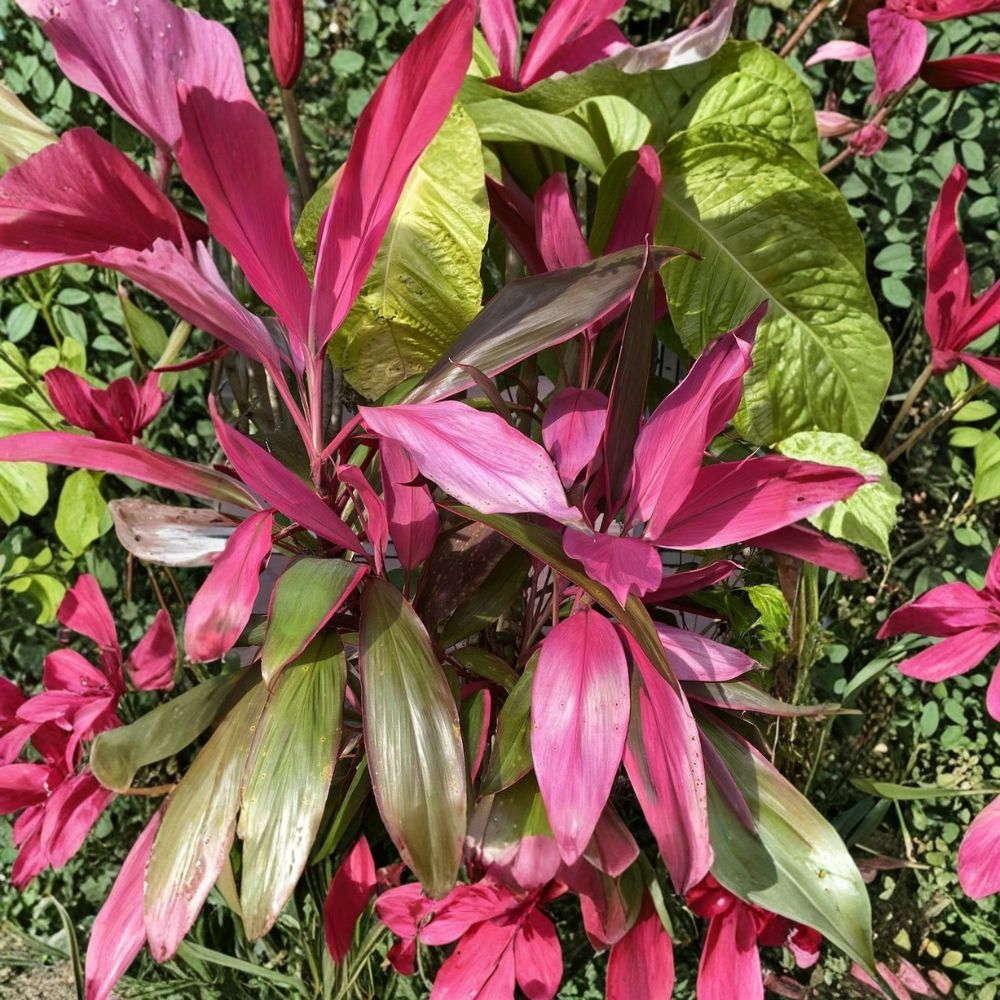 Hawaiian Ti Plant – Cordyline fruticosa Live Cuttings | 8 Cuttings 5–7 Inches | No Roots or Soil | Tropical Ornamental Plant | Easy to Grow