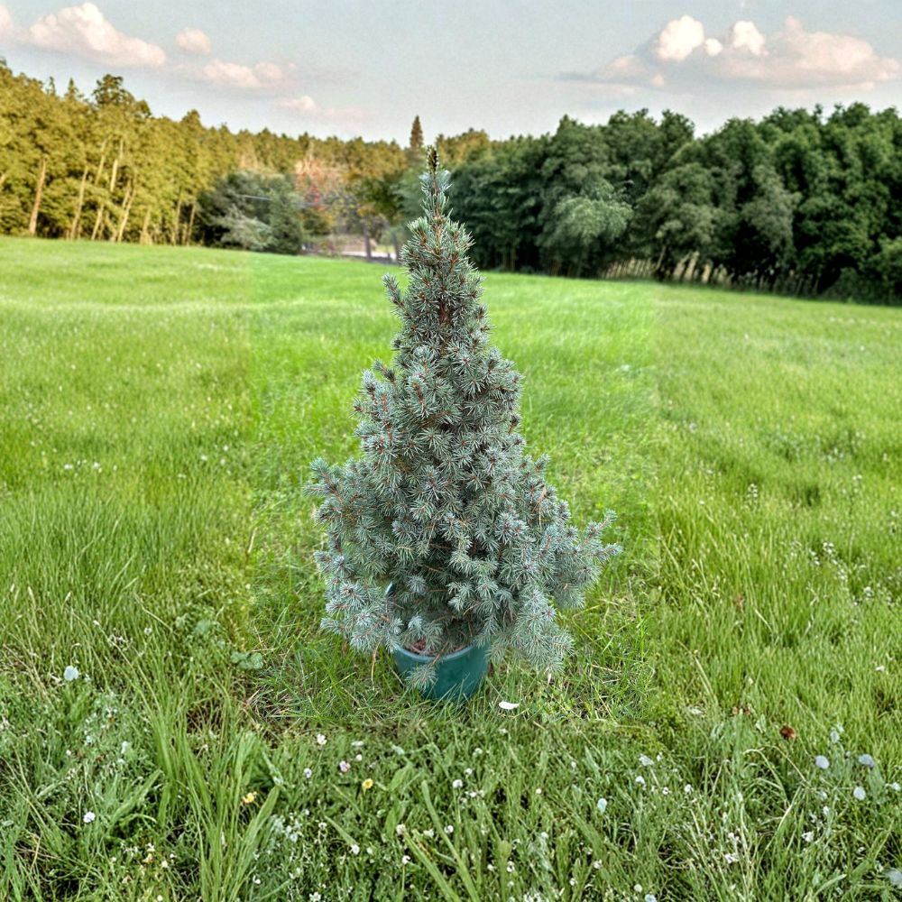 Saunders Blue White Spruce – Live Blue Evergreen Conifer | 12 Inch Tall Plant | 1 Gallon Pot | Picea glauca Landscape Tree