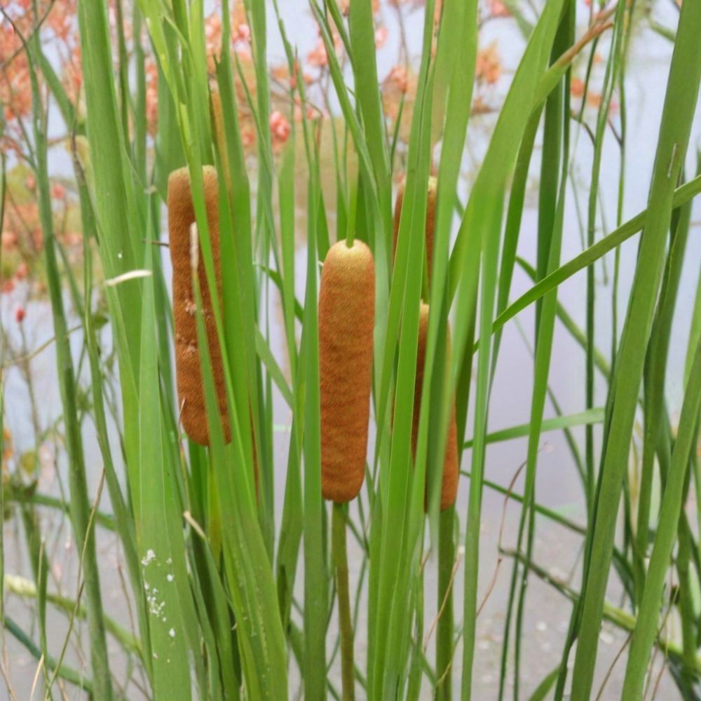 Dwarf Cattail Live Pond Plant – Typha spp. | 14–20 Inch Potted Aquatic Plant | Cold Hardy Marginal Bog Plant | Water Garden Favorite