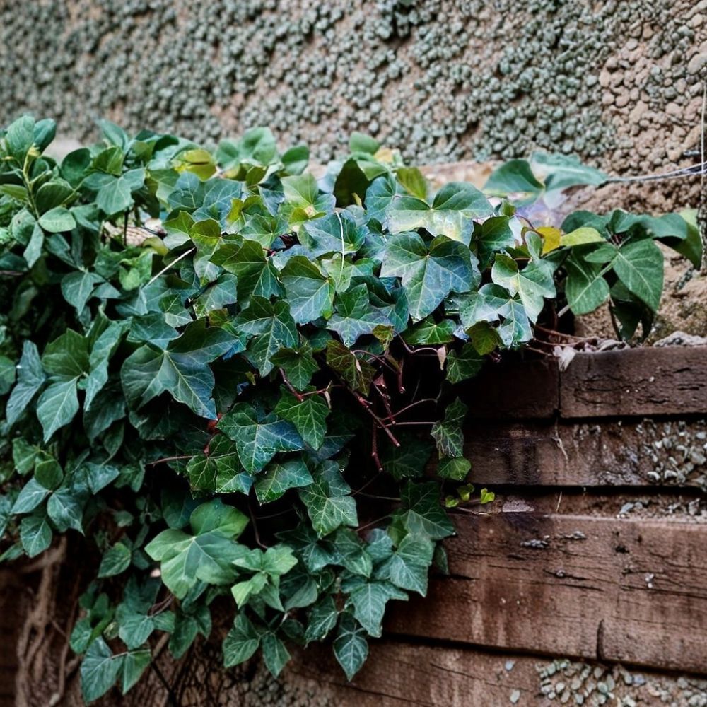 25 English Ivy Rooted Cuttings – Hedera helix Live Plants | 6–8 Inches Long | Evergreen Ground Cover | Hanging Basket Vine | Easy to Grow