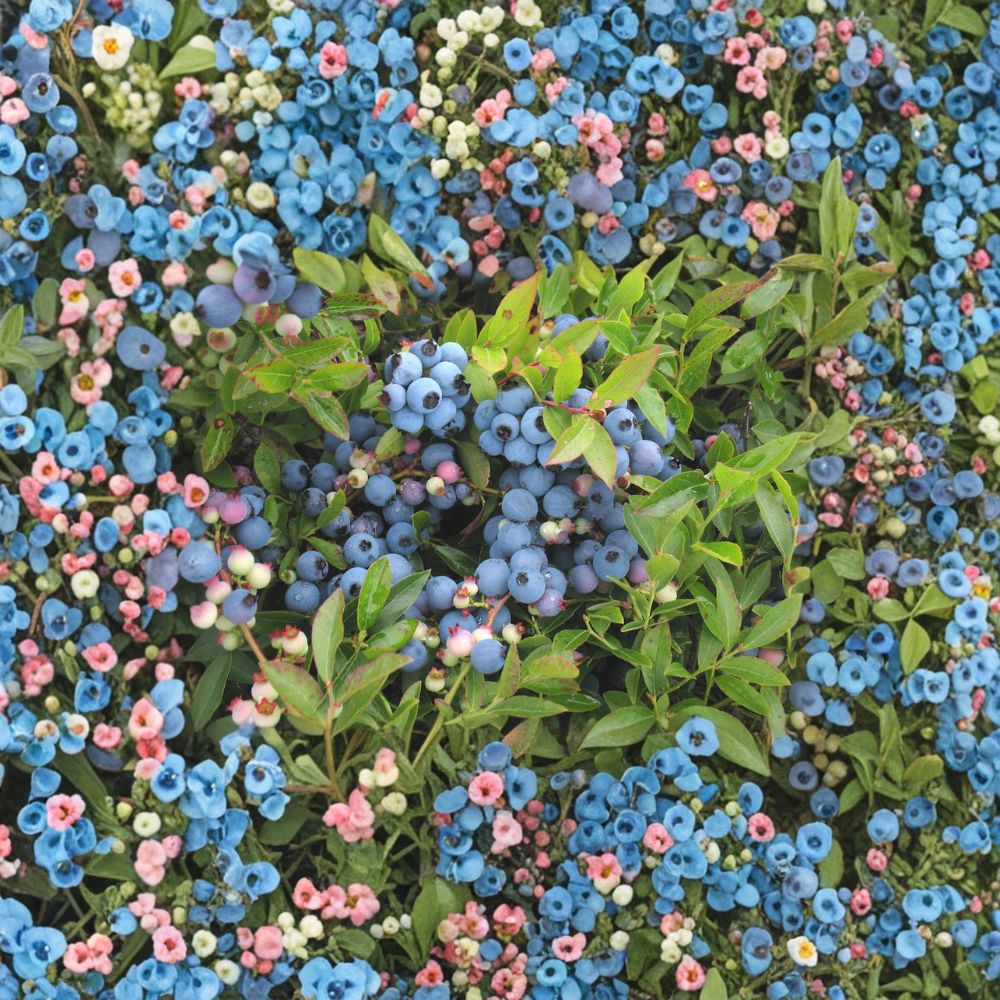 Lowbush Blueberry – Live Native Berry Plant | 1 Gallon Pot | Vaccinium angustifolium | Cold Hardy Edible Landscape Shrub