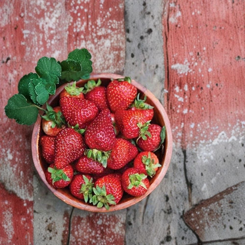 Seascape Strawberry – Live Plants | Set of 25 | Day-Neutral Strawberry | Bare Root Starter Plants | Easy to Grow