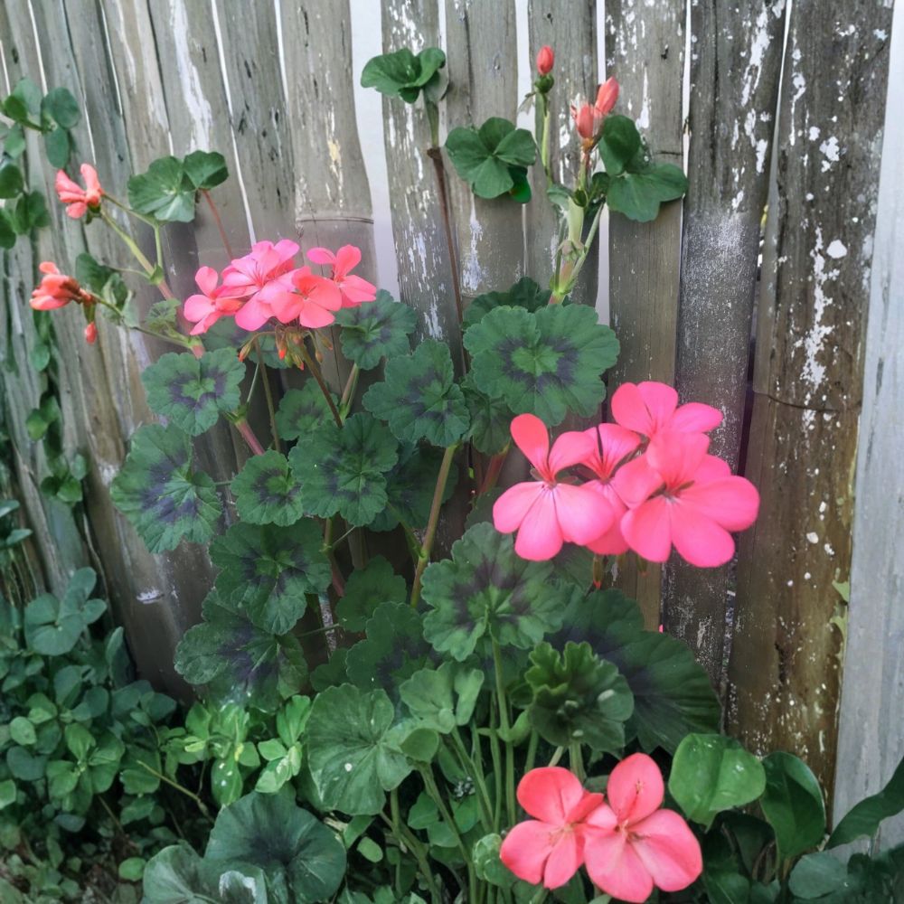 Orange Pink Pelargonium – Zonal Geranium Fresh Live Plant | 4 Fresh 6-Inch Starter Cuttings | Bright Coral Blooms | Easy to Grow