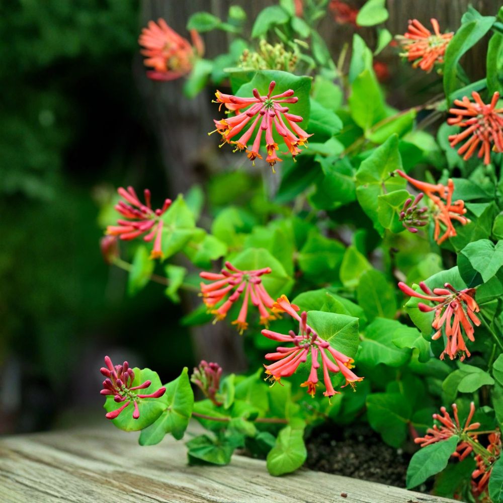 Dropmore Scarlet Honeysuckle Live Plant | Rooted in Quart Pot | Red-Orange Flowering Vine | Hummingbird Friendly | Easy to Grow