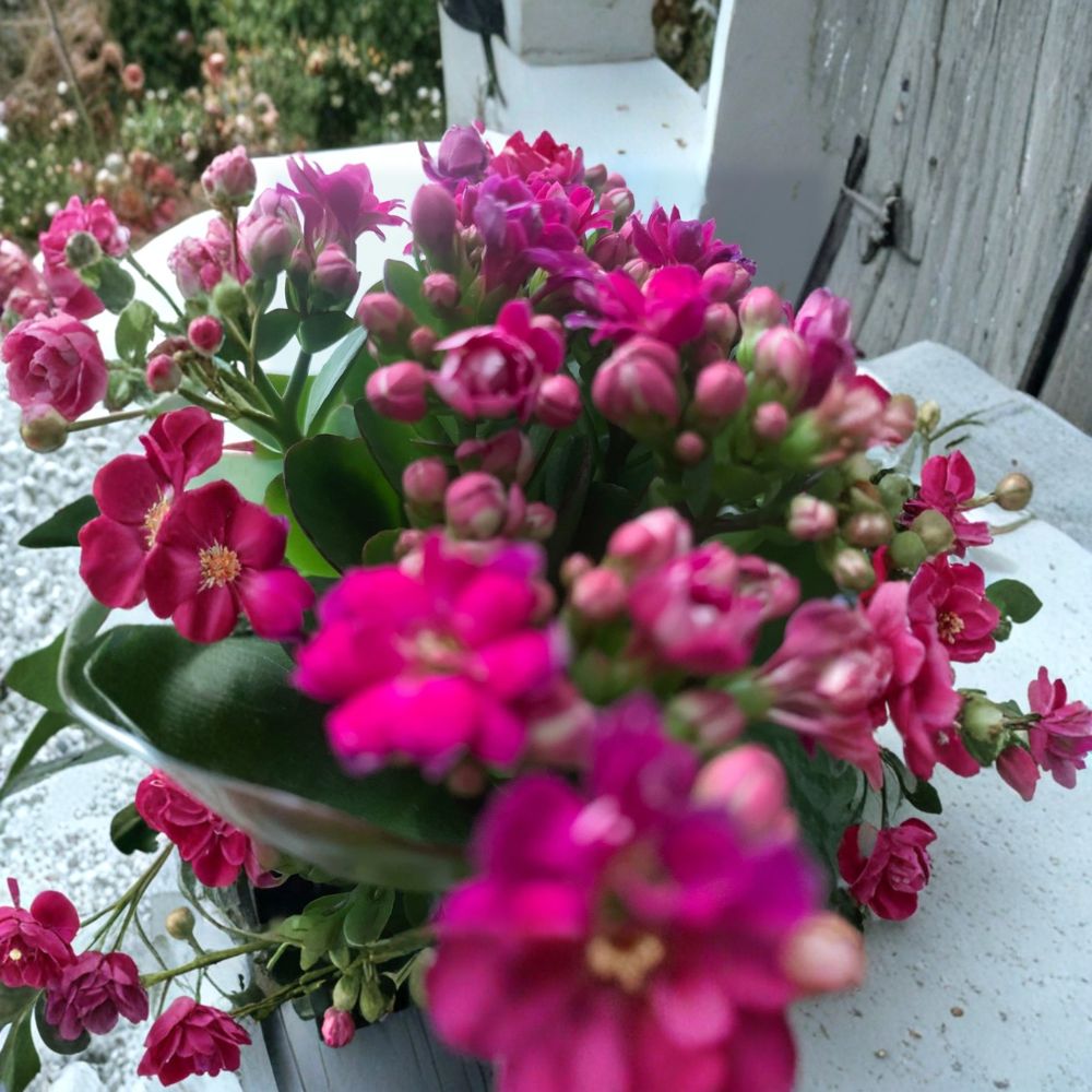 Hot Pink Kalanchoe Live Plant | Rooted in 4.75 Inch Pot | Flowering Succulent | Easy Care Houseplant | Patio & Balcony Plant