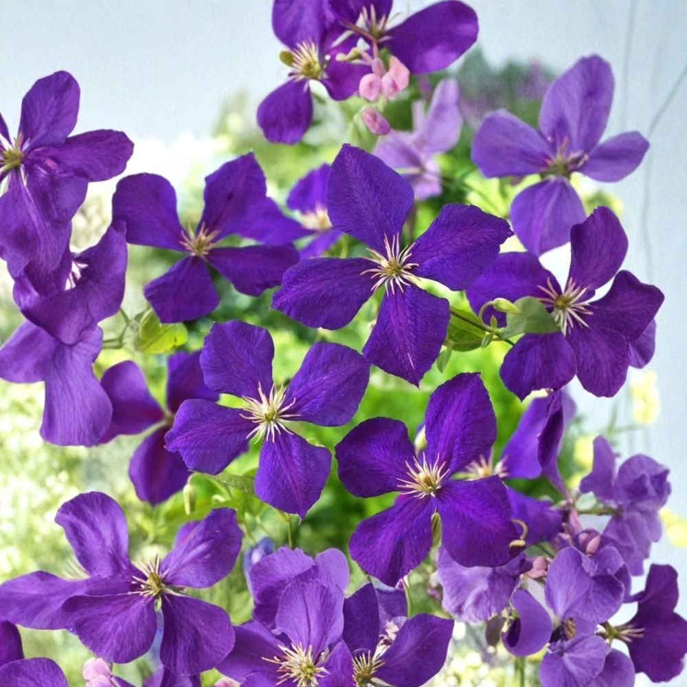 Clematis Jackmanii Superba – Live Starter Roots | Bare Root Plant | Deep Purple Flowering Vine | Fast Growing | Easy to Grow