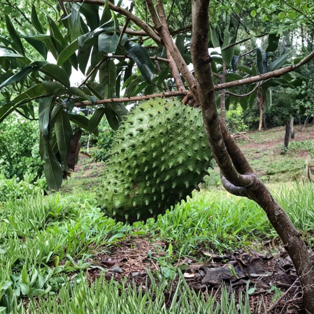 Soursop Live Plant | Guanabana Tree | 6–10 Inches Tall | Includes Nursery Pot | Tropical Fruit Starter | Easy to Grow