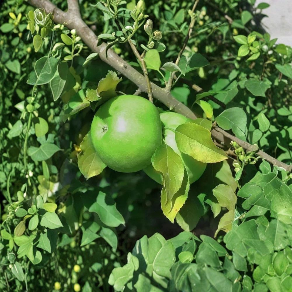 Granny Smith Apple Tree – Malus domestica Live Fruit Tree | 12–24 Inches Tall | Bare Root Apple Tree | Sweet-Tart Green Apples