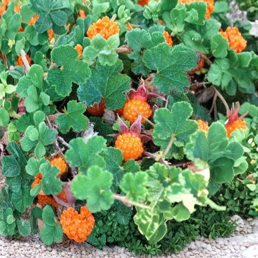 Taiwan Creeping Raspberry Live Plants – Rubus pectinellus var. formosanus | Set of 4 Rooted Plants | 6–12 Inch Groundcover | Edible Berry Plant | Free Shipping