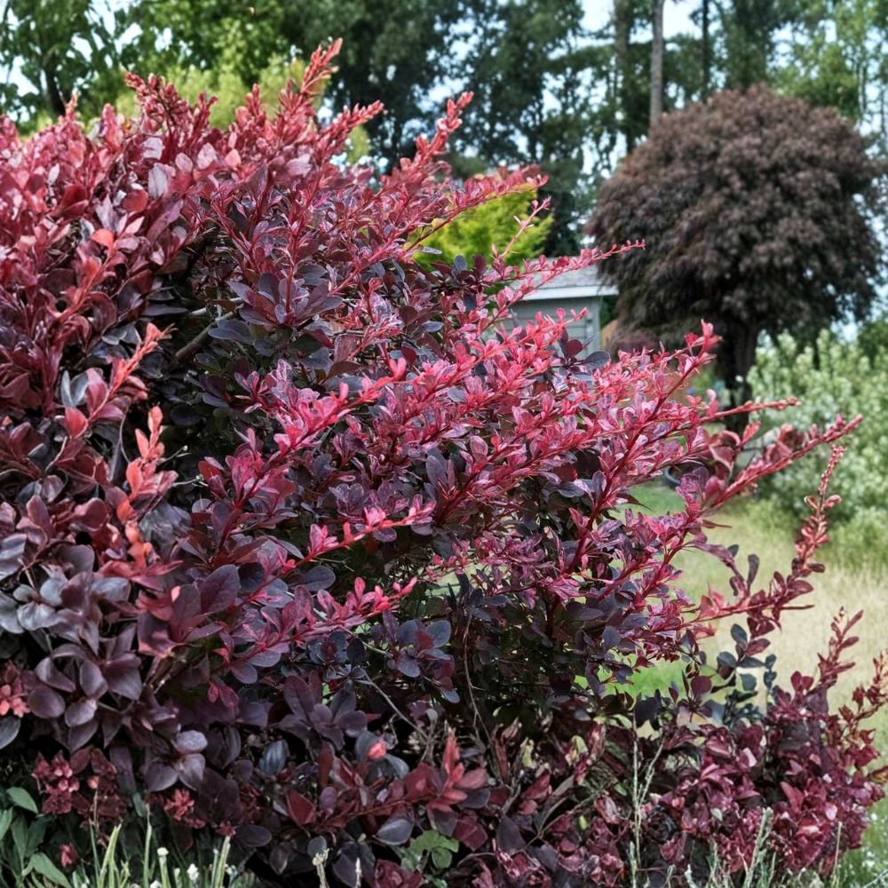 Rose Glow Barberry – Berberis thunbergii Live Plant | 3 Inch Nursery Pot | Pink Variegated Ornamental Shrub | Colorful Landscape Accent | Easy to Grow