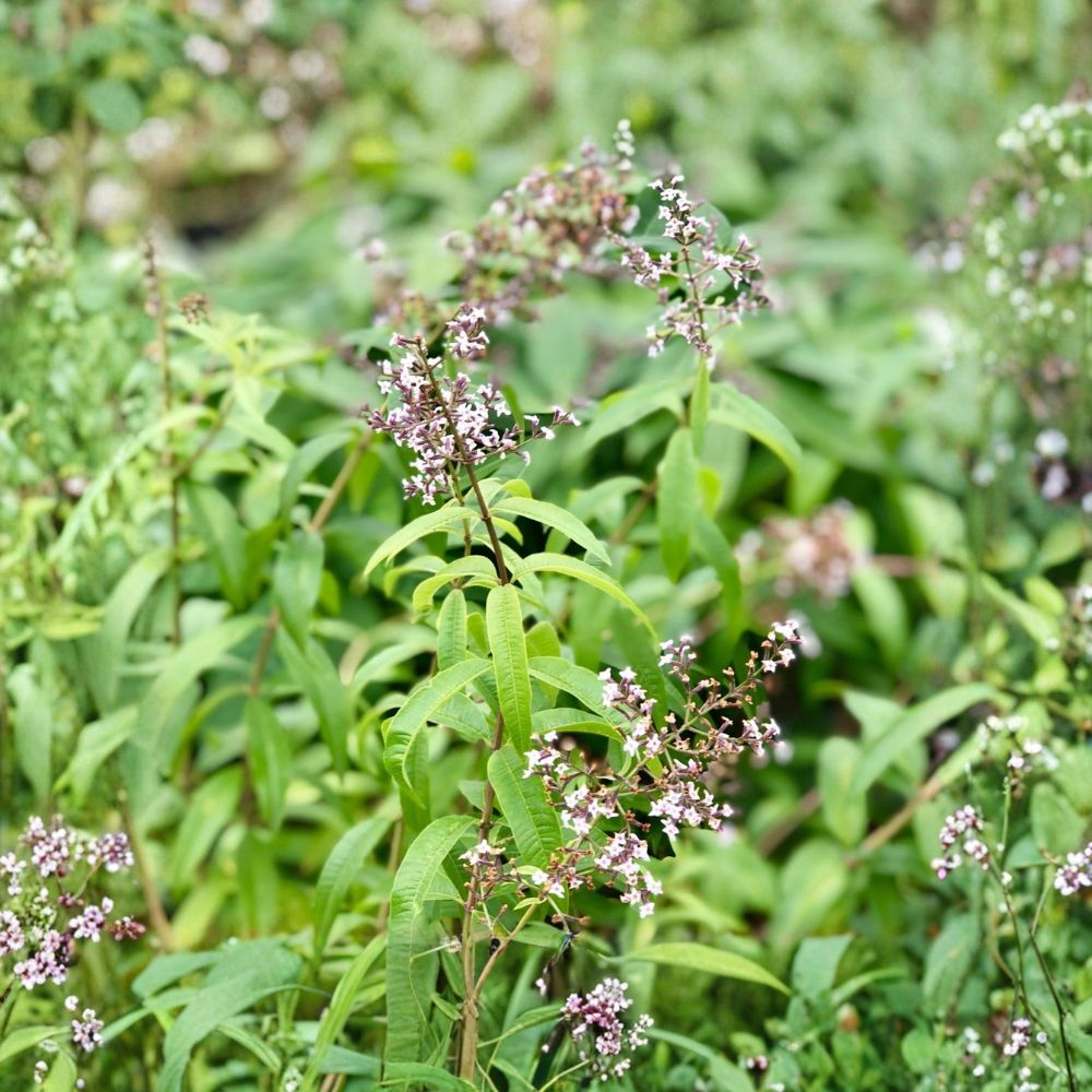 Organic Lemon Verbena – Aloysia citriodora Live Starter Plant | 2.5 x 3.5 Inch Nursery Pot | Culinary & Tea Herb | Fragrant | Easy to Grow