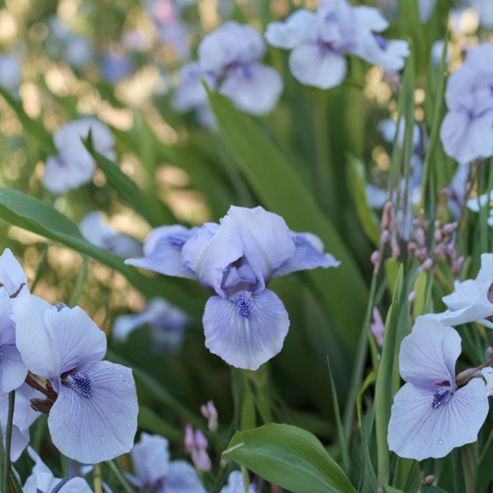 Bedford Lilac Bearded Iris – 3 Live Rhizomes | Hardy Perennial Iris Flowers | #1 Grade Garden Plant | Spring Blooming Iris