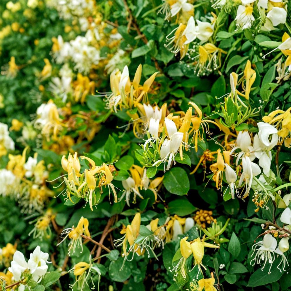 Japanese Honeysuckle – Lonicera japonica Live Rooted Seedlings | 5 Potted Plants | Fragrant Climbing Vine | Fast Growing | Easy to Grow