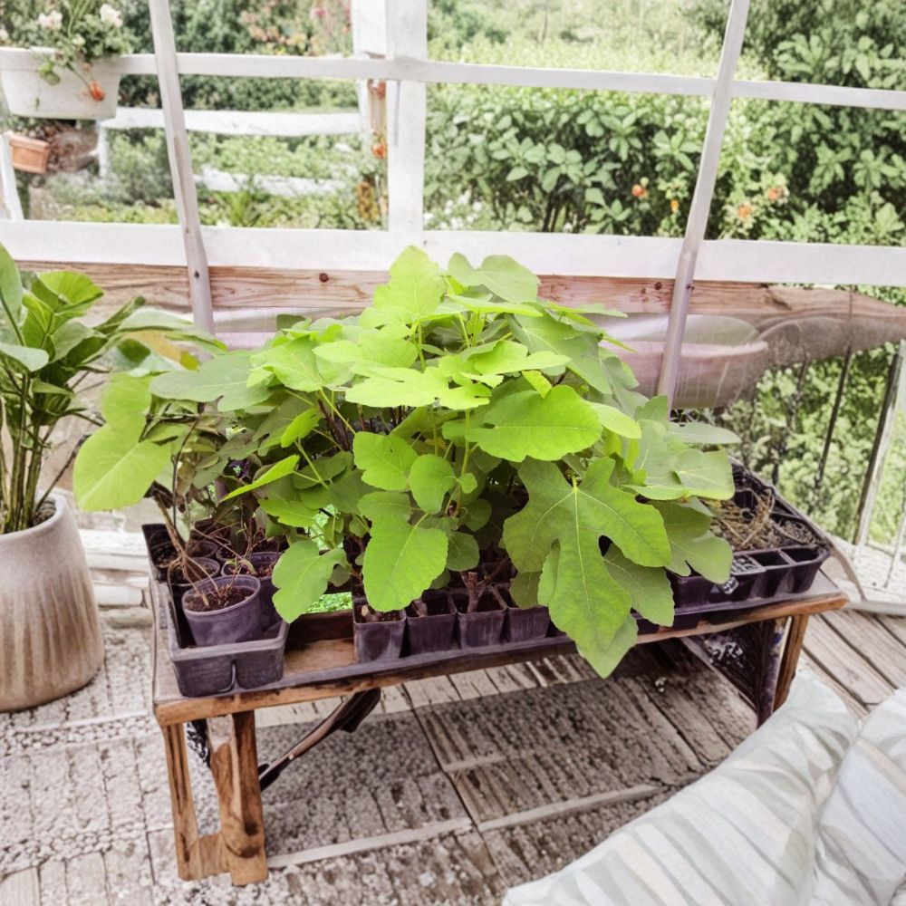 Brown Turkey Fig Live Rooted Plant | 8–12 Inches Tall | Rooted Cutting | Hardy Fruit Tree Starter | Easy to Grow