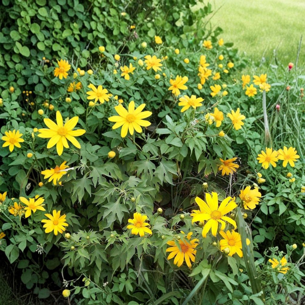 Mexican Sunflower – Tithonia diversifolia Fresh Cuttings | Set of 5 | 8 Inches Long | Tropical Flowering Plant | Easy to Grow