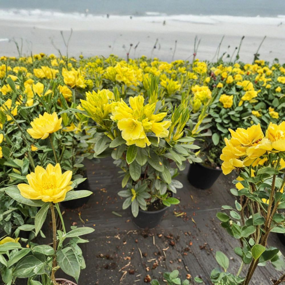 Rhododendron ‘Hotei’ Live Evergreen Shrub | Yellow Blooming Rhododendron | Compact Hardy Landscape Plant | #2 Container Grown