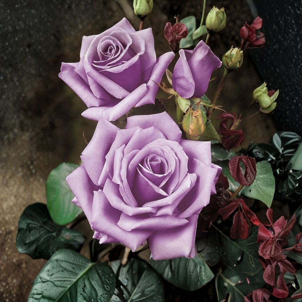 Blue Girl Rose Bush | Set of 3 Unrooted 6 Inch Cuttings | Lavender-Blue Hybrid Tea Rose | Fragrant Flowering Shrub | Propagation Ready