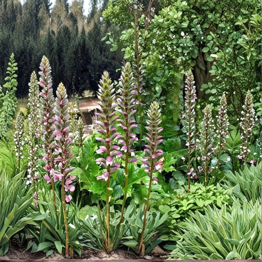 Bear's Breeches – Acanthus mollis Live Plant | 12 Inches Tall | Includes Nursery Pot | Purple & White Flowering Perennial | Easy to Grow