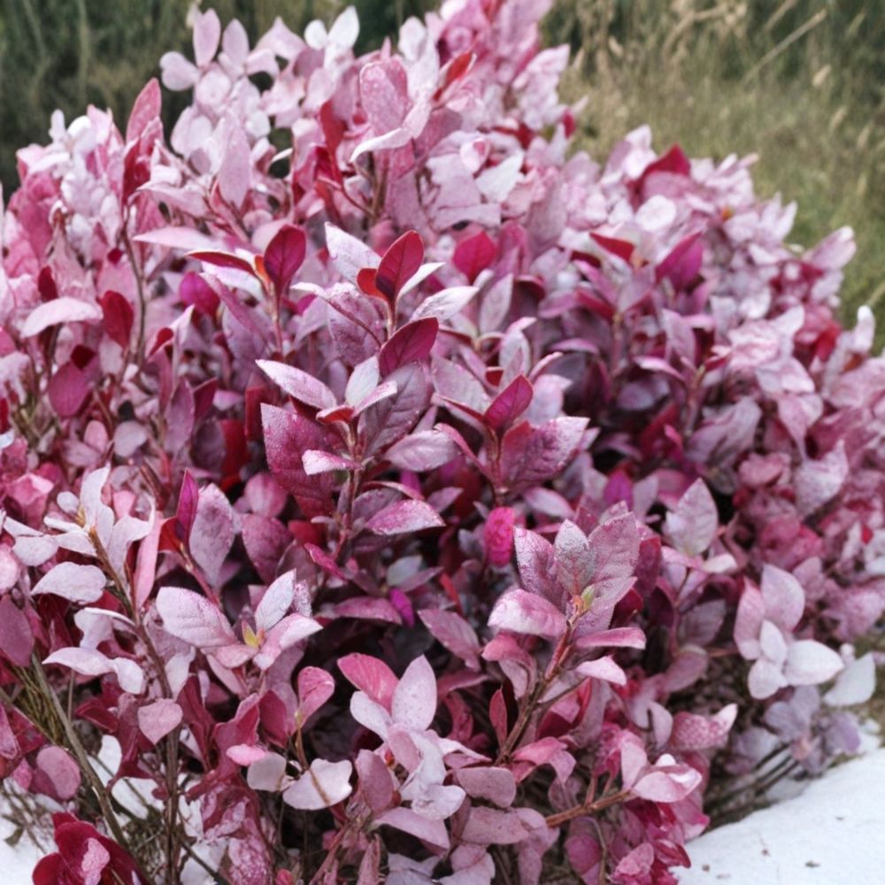2 Live Alternanthera 'Little Ruby' Plants | 4–6 Inches Tall | Root Ball Starter Plants | No Pot | Colorful Ground Cover