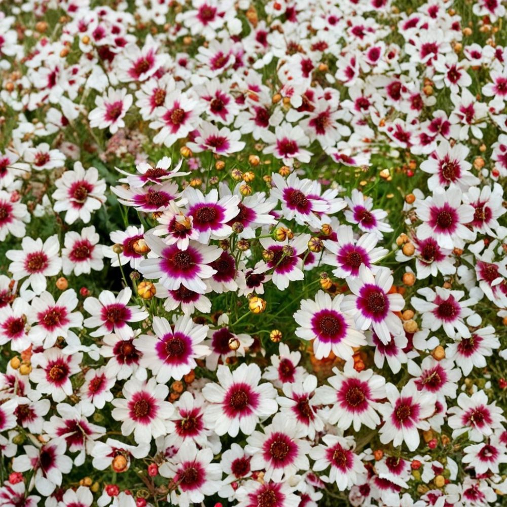 Coreopsis ‘Ice Wine’ – Live Starter Plant | Satin & Lace™ Series | White & Mulberry Blooms | Hardy Perennial | FREE Shipping