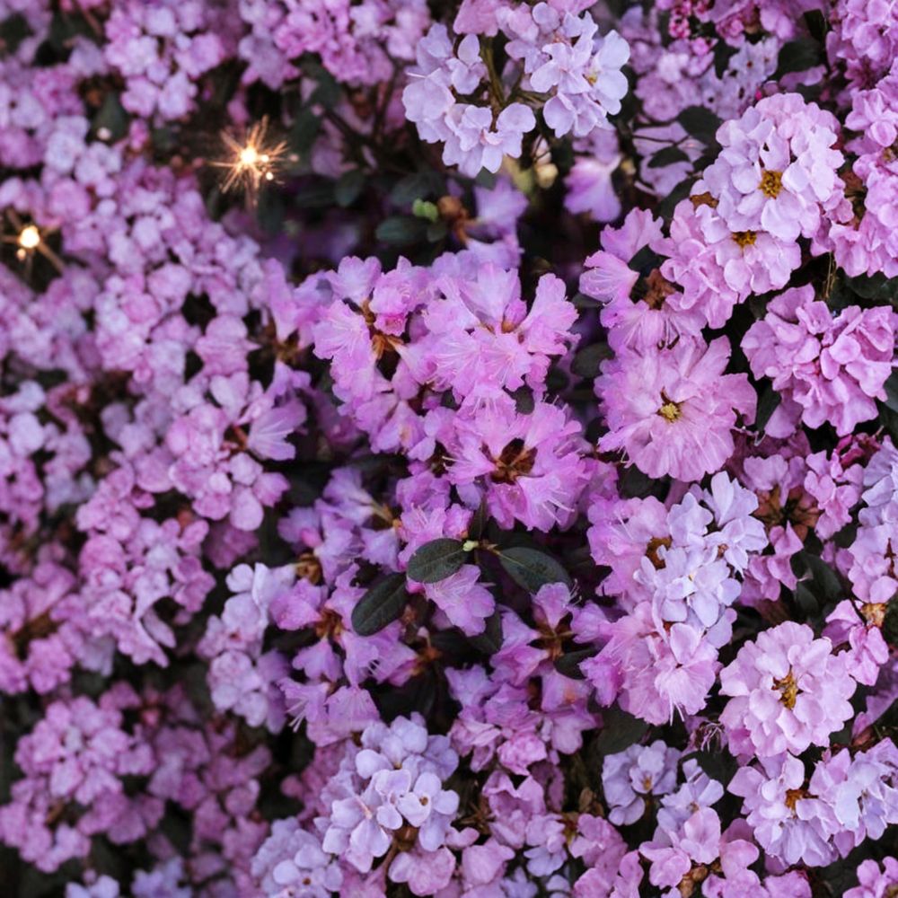 Rhododendron ‘PJM Regal’ Live Evergreen Shrub | Light Purple Blooming Rhododendron | Extremely Cold Hardy Landscape Plant | #3 Container Grown