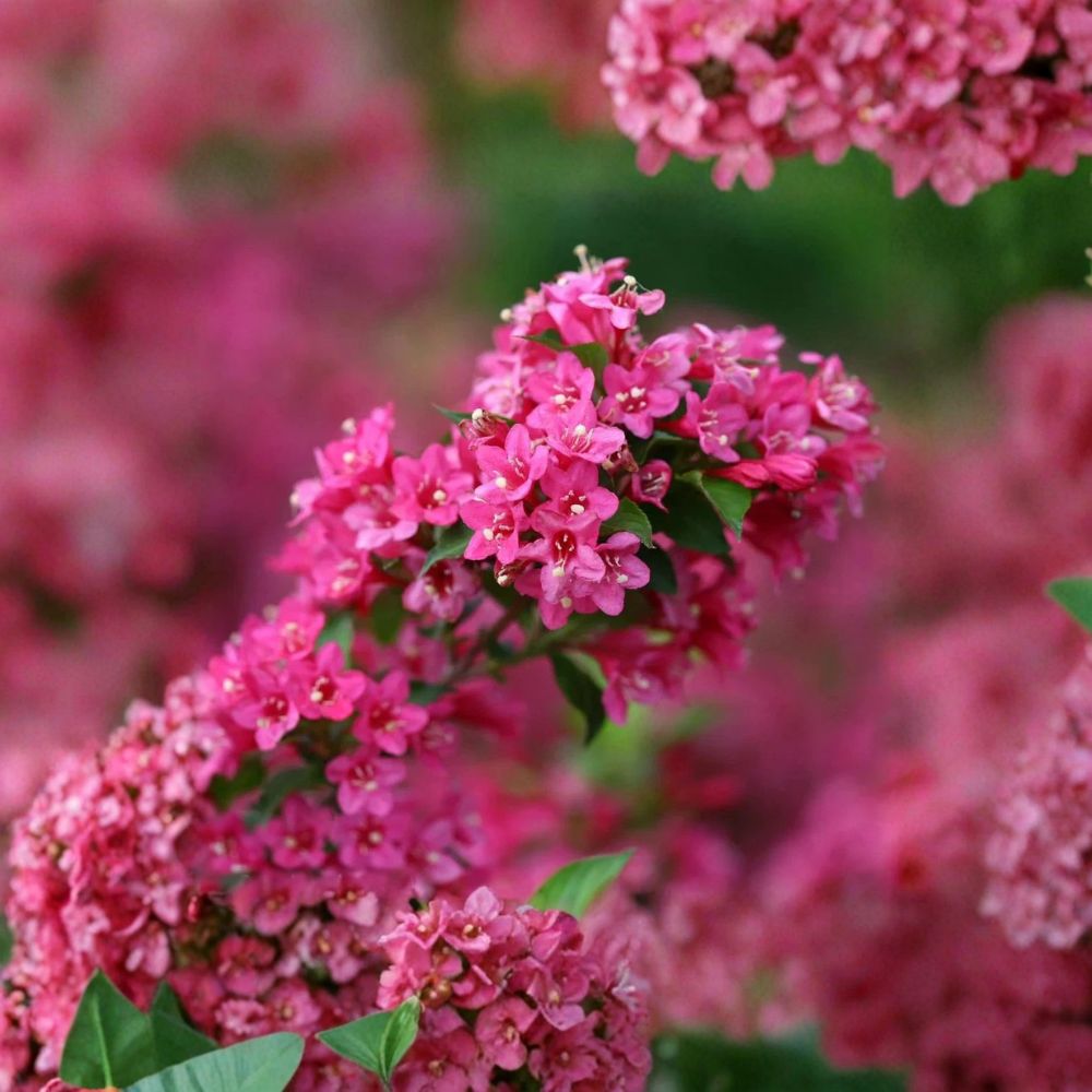 3 Pink Weigela Shrubs – Weigela florida Bare Root Starter Plants | 12–24 Inches Tall | Set of 3 Live Flowering Shrubs | Pollinator Friendly | Easy to Grow