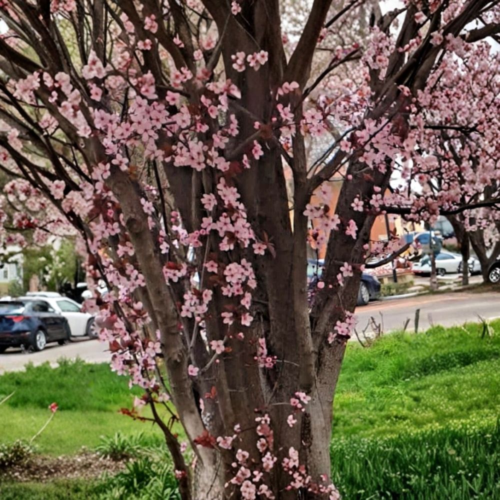 Prunus cerasifera 'Thundercloud' Cherry Plum – 3 Live Unrooted Cuttings | 6 Inches Long | Ornamental Fruit Tree Propagation | Purple Foliage